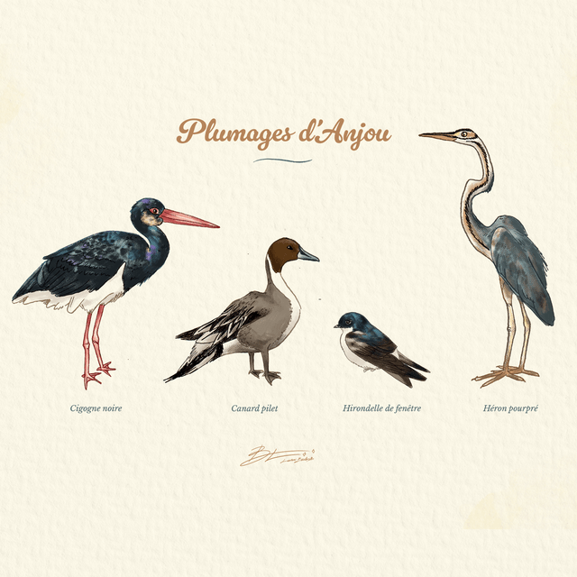 Plumages d'Anjou