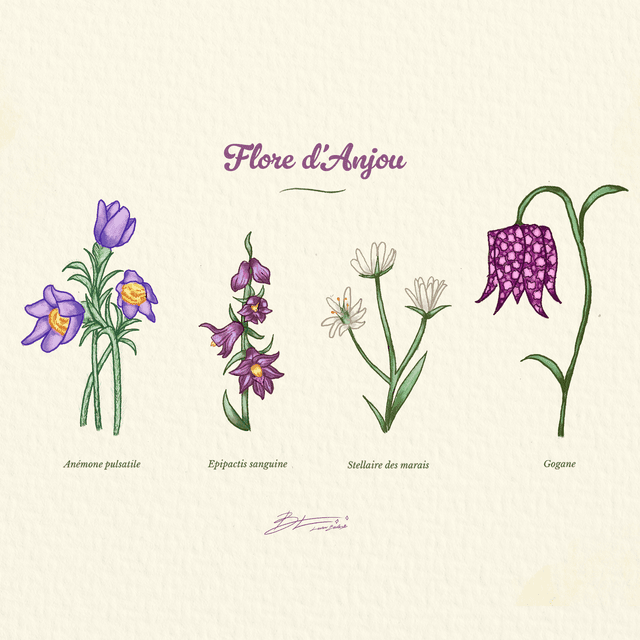 Flore d&#039;Anjou